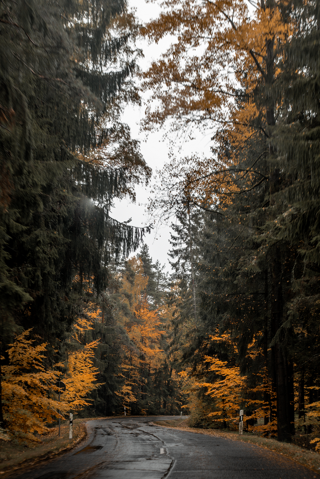 Herbstliche Straße im Steinwald