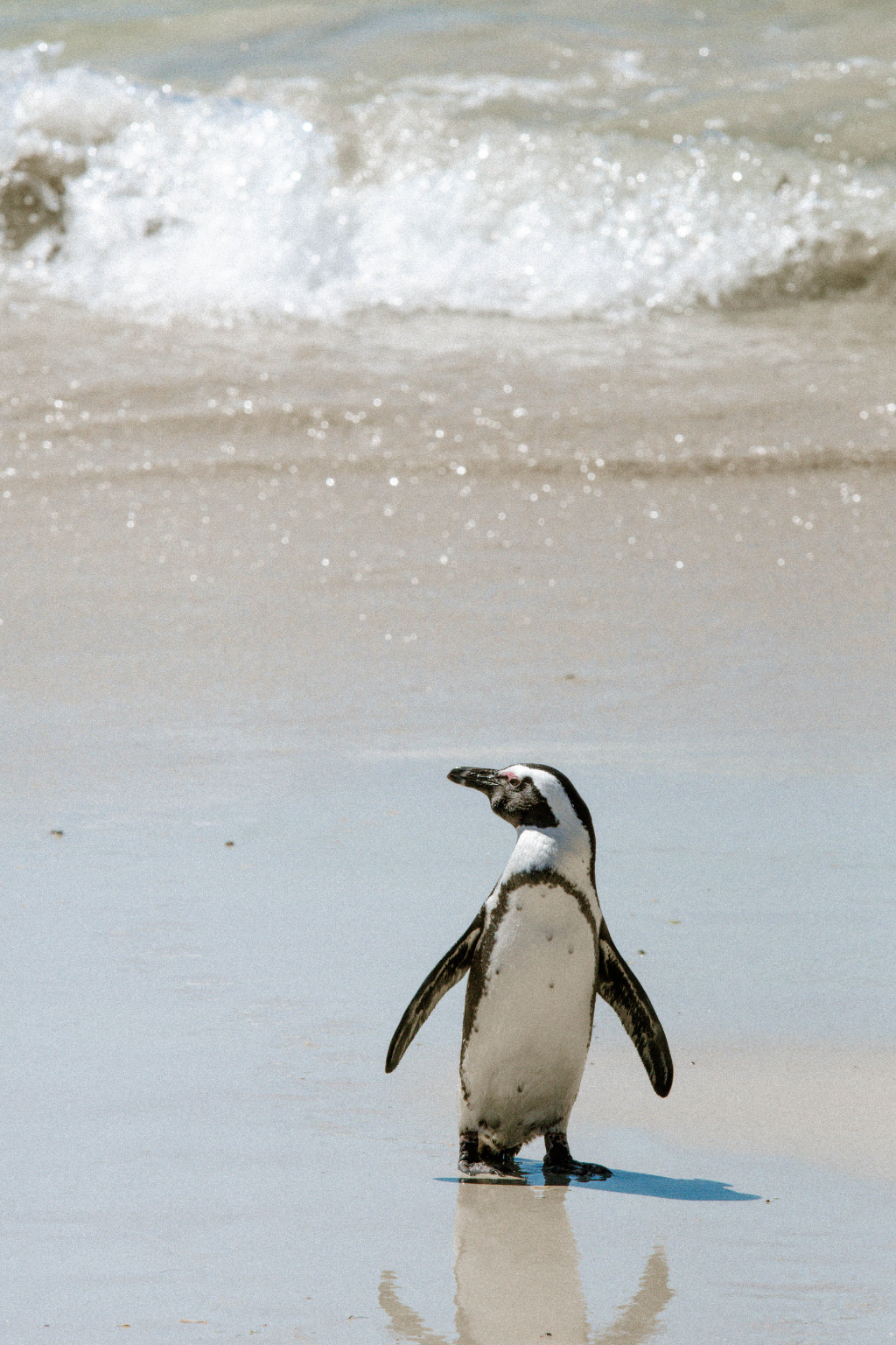 Südafrika : Hier haben die Pinguine den Strand übernommen - Bilder